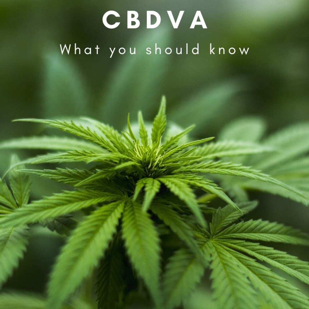 CBDVA (Cannabidivarinic Acid) - What to Know