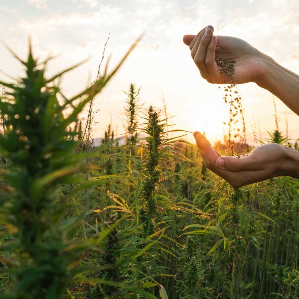 Can you get addicted to CBD? Guide to Hemp CBD Oil and Drug Addiction