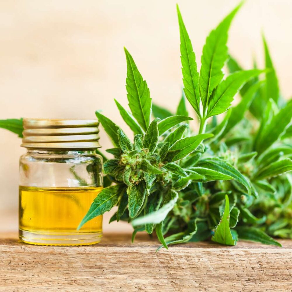 Hemp Oil vs. CBDA Oil Debate: Which One Is Best?