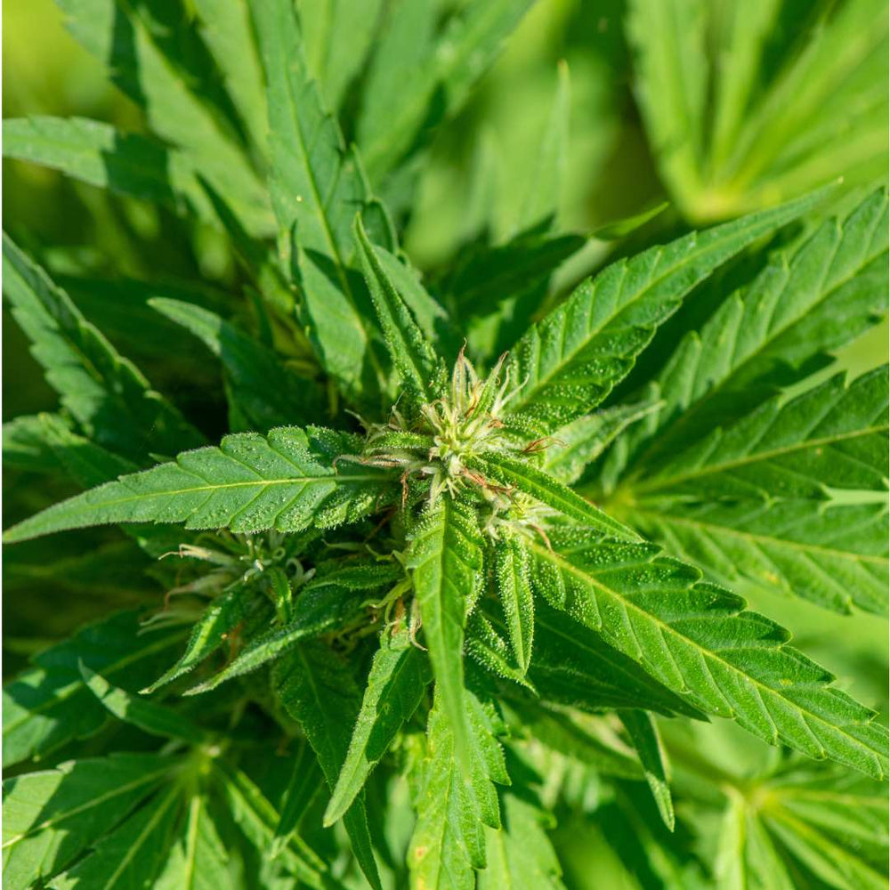hemp leaf